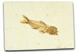 Detailed Fossil Fish (Amphiplaga) - Uncommon Species #367600-1